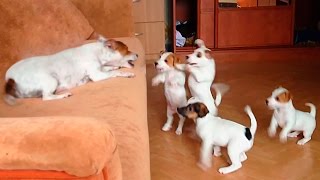 This Is A Jack Russell Terrier