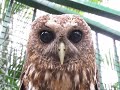 Tickling a Pygmy Owl