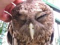 Pygmy Owl