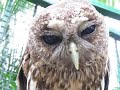 Pygmy Owl