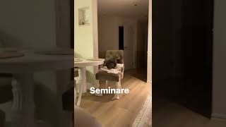 Кошка Учиться Делать Массаж (Мем)