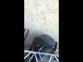 molestando a la burra 3