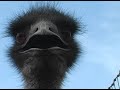 The Emu Farm