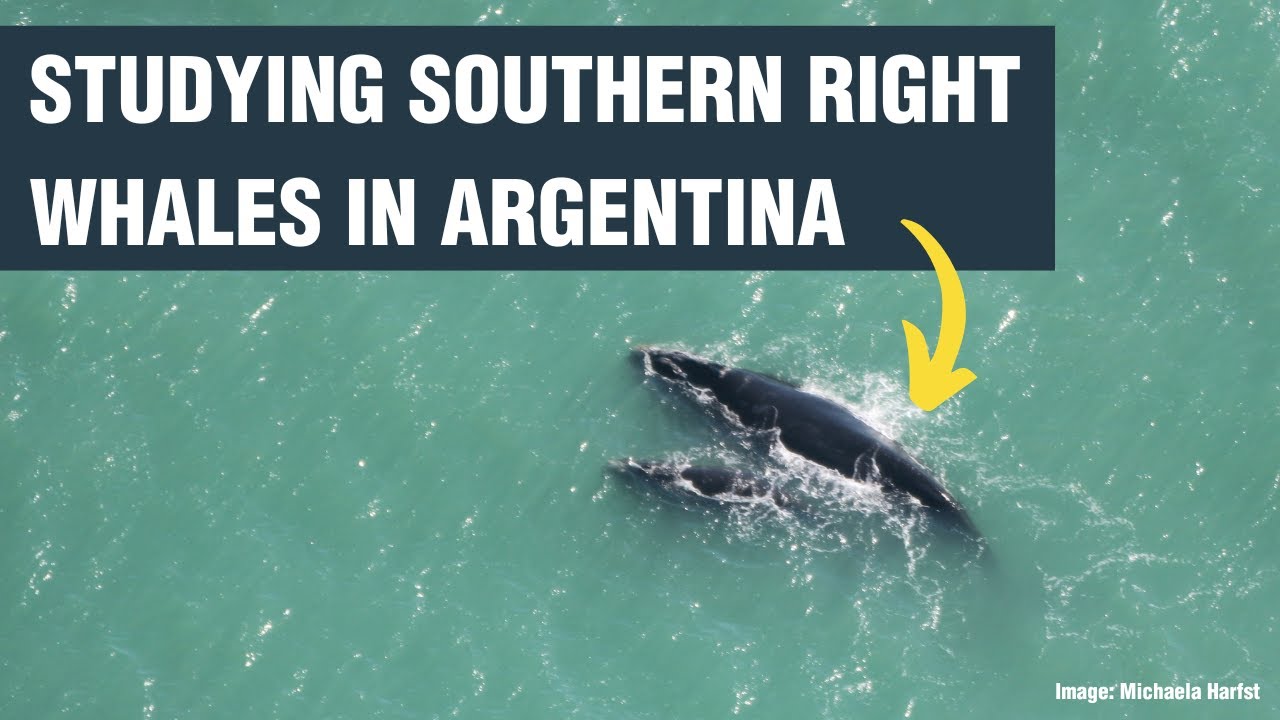Southern right whales in Argentina | Whale and Dolphin Conservation