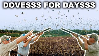 Insane Amount Of Doves South Texas Dove Hunt
