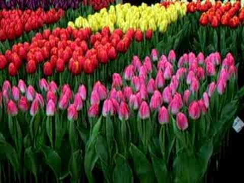 Greetings and flowers from Holland