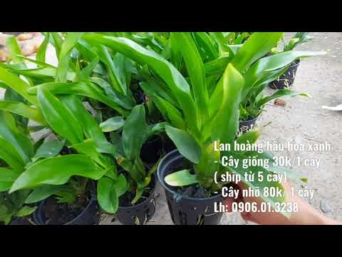 Lan hoàng hậu xanh chuẩn giống 15/4/2021 (0906.01.3238)