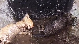 Two dying kittens lay on the wet ground, calling for help, but no one heard them