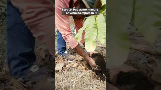 What Is Mulching And What Are Its Benefits?