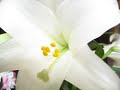 An Easter lily! - Flowers ecards - Easter Greeting Cards