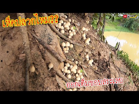 ออกเต็มขอบสระเลย!!? เหมือน เห็ดปลวกมากๆ?? เก็บเห็ดนำกันเด้อพี่น้อง