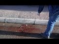Libia: insegnate statunitense ucciso a Bengasi mentre faceva jogging