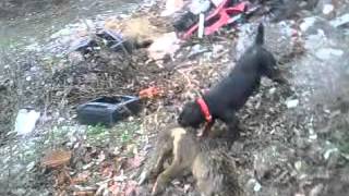 Nlt Dunja Vs Lisica