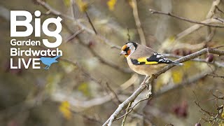 Big Garden Birdwatch Live with Special Guests | Sunday