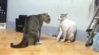 ☆Cats Jackie Chan and Bruce Lee can not fight like this