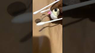Rocco And Friends Season 3 Episode 8 The Lucky Penny