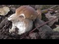 Boletus EDULIS creciendo a 21 de septiembre 2013