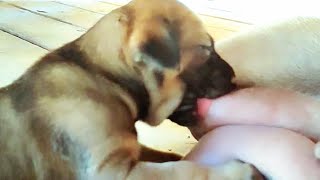 Puppies Try To Get Breastfeeding Mummy