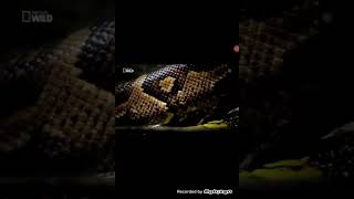 African Rock Python Attack Moment Afrika Kaya Pitonu Saldırısı