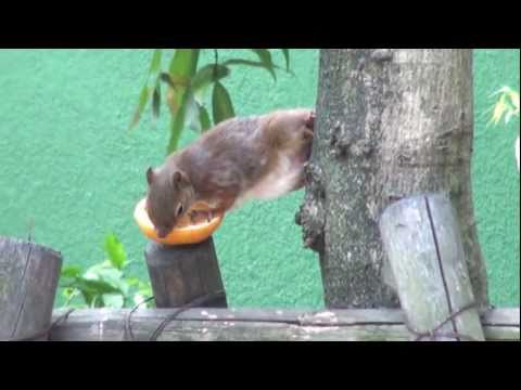 名古屋市立東山動植物園　小鳥とリスの森