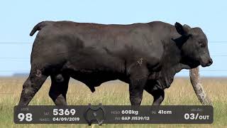 LOTE 98 - TOUROS BRANGUS - LEILÃO SÃO BIBIANO 2021