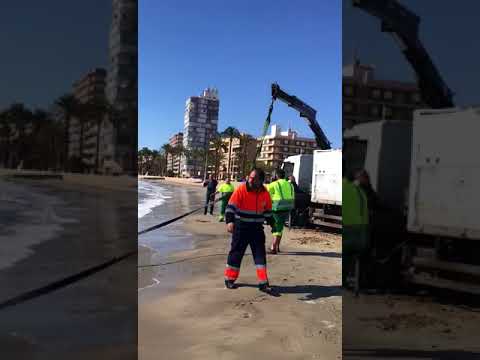 Tiburon muerto en la playa de levante en Santa Pola (Diario de Alicante)
