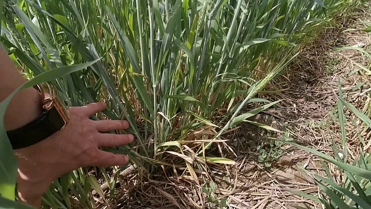 Как сделать пасьянс своими руками 83