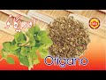 Oregano | Oregano kia hy | What is Oregano | Rex kitchen