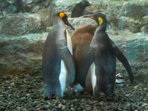 キングペンギンの子供＠旭山動物園