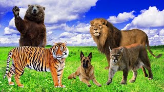 Scary And Cute Animals Tiger, Bear, Puma, Cat, Dog