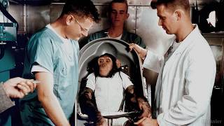 Ham - The First Chimp Who Went To Space | Science Of Space