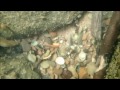 River Treasure Gopro Camera Gold Ring And More River Treasure Gopro Camera Gold Ring And More
