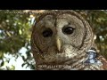 Predators vs Alligator Hatchlings 0403 - Birds - Music