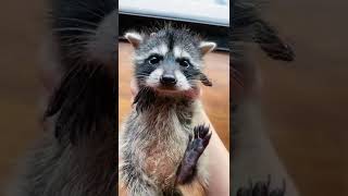 Miren Al Mapache Panzón