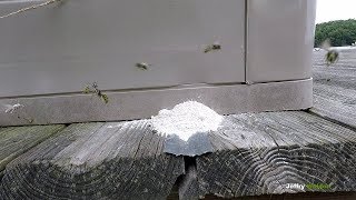 Never bang on a yellowjackets nest? See why.....