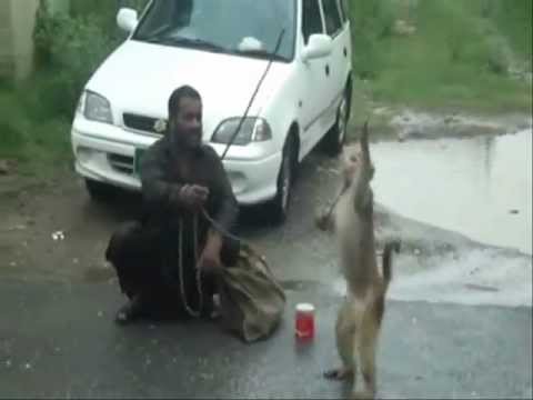 Urdu Poetry for Children bandar ka tamaasha with a Monkey Show...