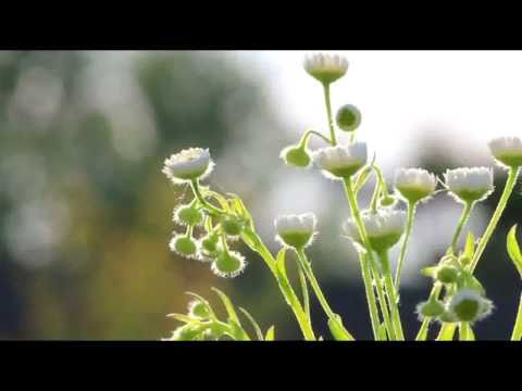 New Malayalam christian devotional song. Vaanamurangi..2010...