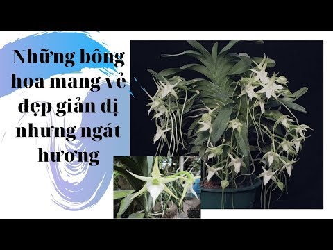 ✨✨Hoa lan Sao biển, độc lạ từ hoa cho đến cái tên | Mai Huy ✨✨