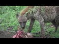 Hyena kill - youtube