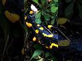 Rare Encounter: Black and Yellow Spotted Salamander in the Wild