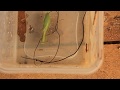 Three giant parasites explode out of zombie praying mantis