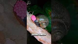 Bu Pembe Yumurtaları Neden Hemen Ezmelisiniz Snailslayer Tt-Yt