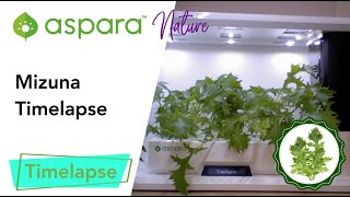 aspara™ nature mizuna timelapse