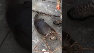 Checking Beaver Traps