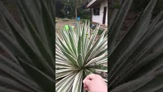 Vlog Ifsu Potia Campus