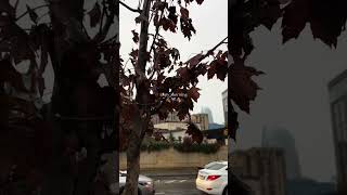 Videolar Status Üçün Mealı Videolar