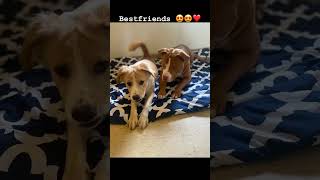 Dog Friends