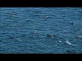 Dolphin killing starts at Taiji cove in Japan