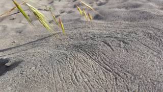 Sand Painting By Bromus Diandrus And Wind