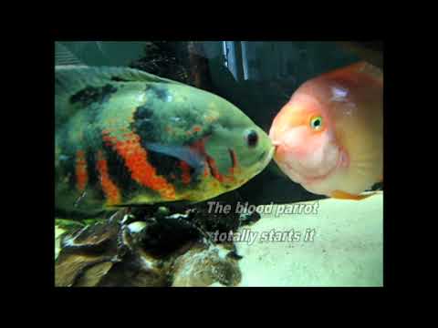 oscar vs blood parrot freshwater fish youtube oscar fish size chart